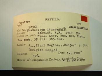 Media type: image;   Herpetology R-18364